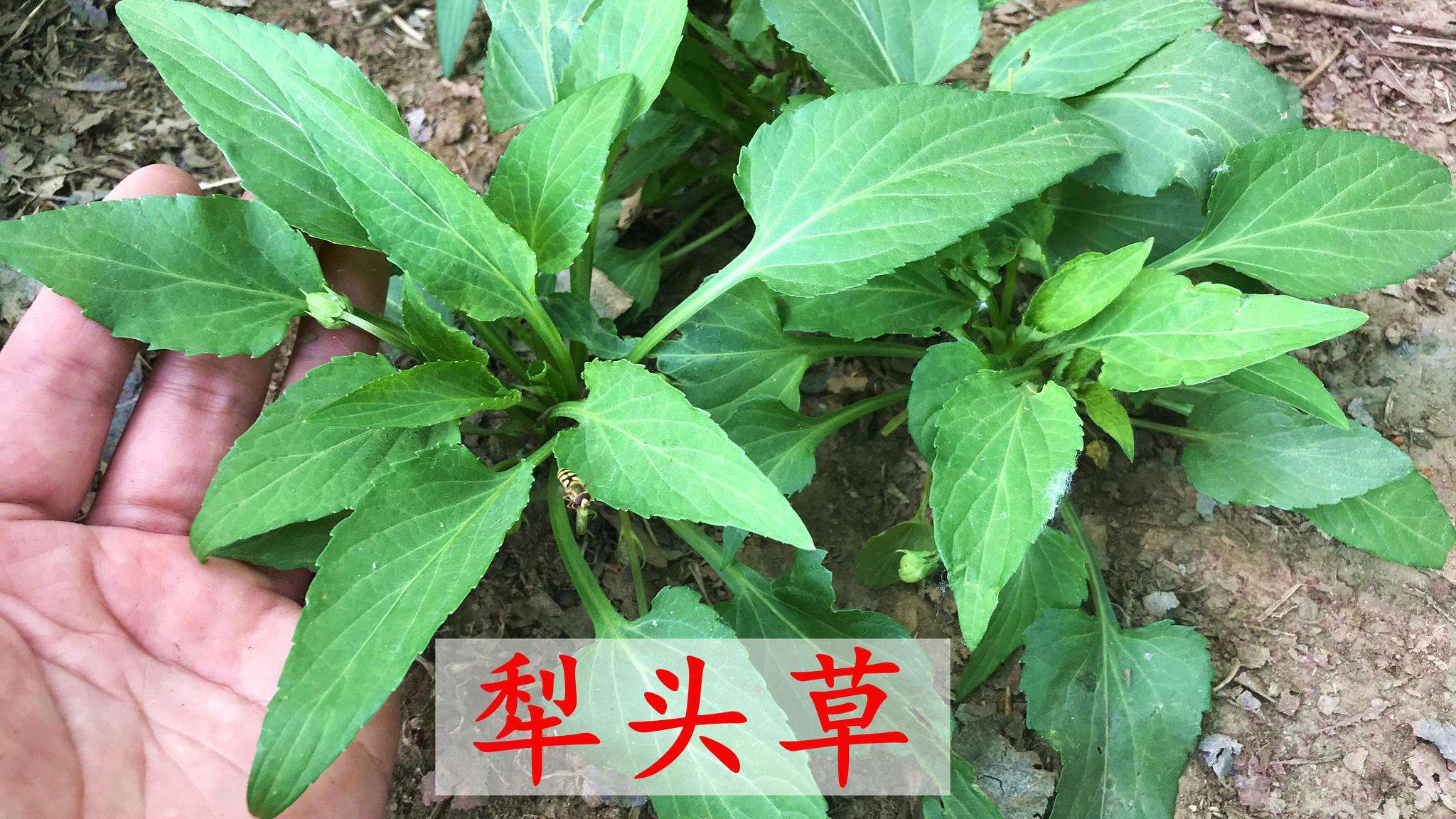 犁头草的功效与作用,犁头草的功效与作用是什么