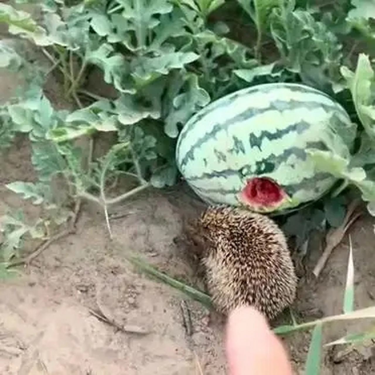 刺猹是什么梗意思,刺瘊是什么样的图片