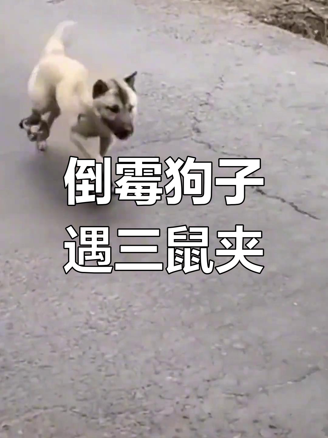 狗吃死老鼠多长时间发作,狗吃了死老鼠会不会有狂犬病毒