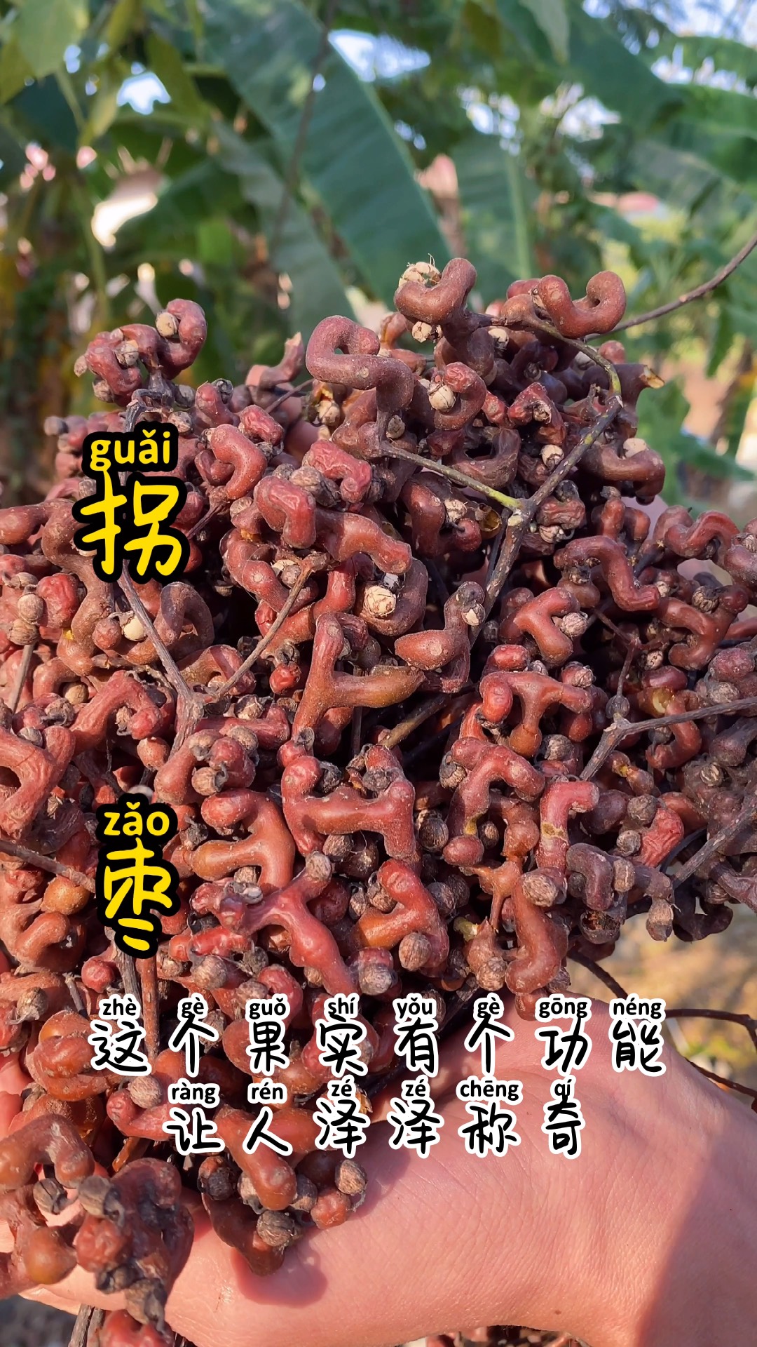 万寿果是什么果,万寿果是哪种水果