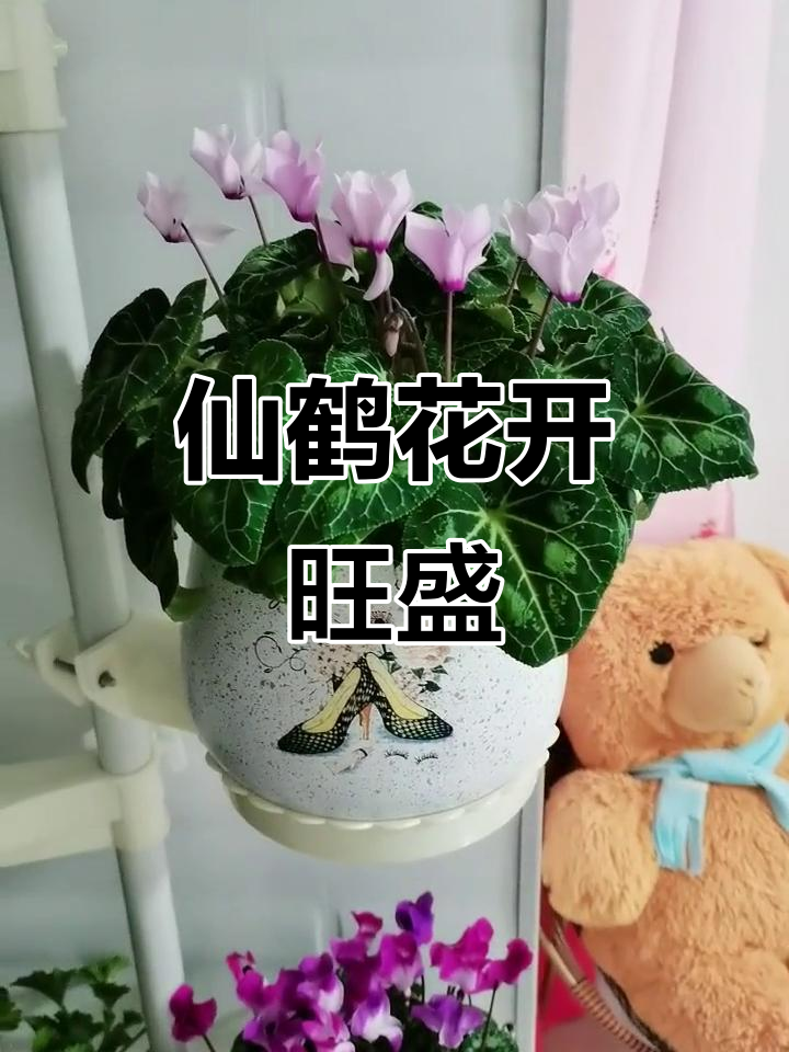 仙鹤来花的养殖方法,仙鹤来花的养殖方法和技术
