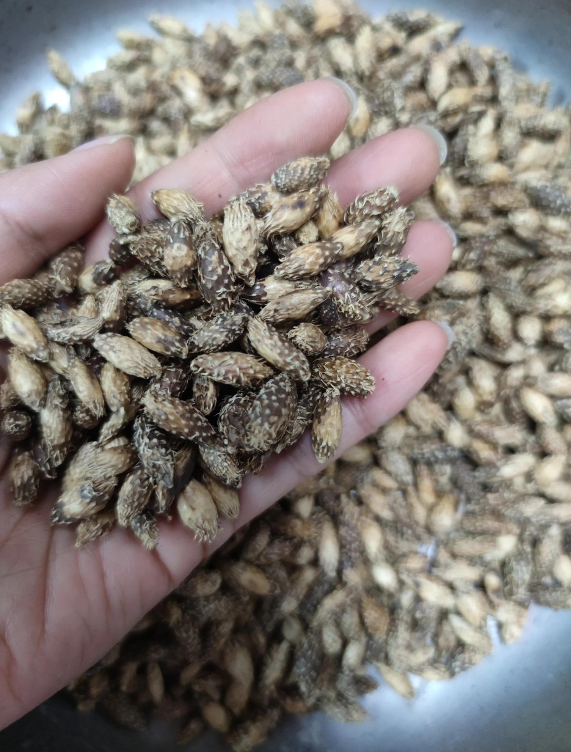 苍耳子的功效,苍耳子的功效与作用用量归经
