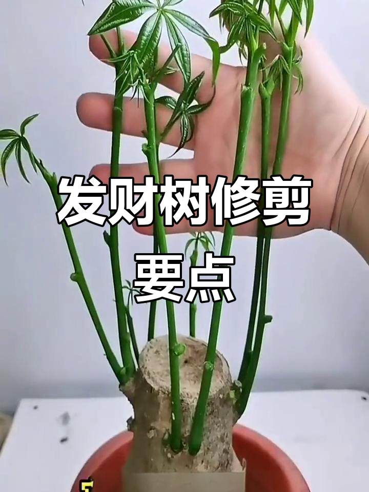 发财树的修剪方法,发财树的修剪方法和注意事项