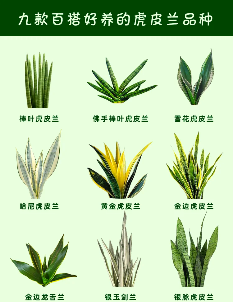 虎皮剑兰的养殖方法,虎皮剑兰的养殖方法和技术