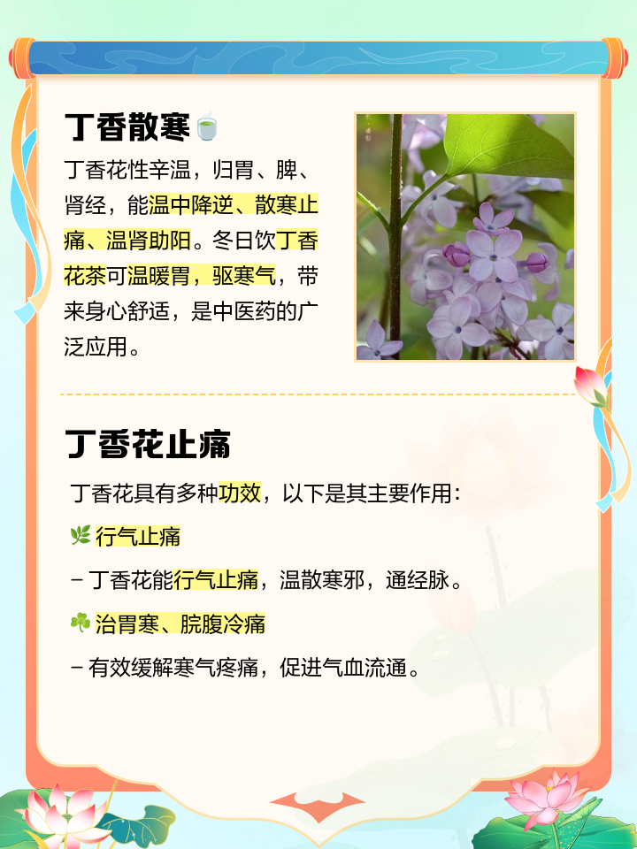 母丁香的功效与作用及药用价值,母丁香的功效与作用及药用价值图片