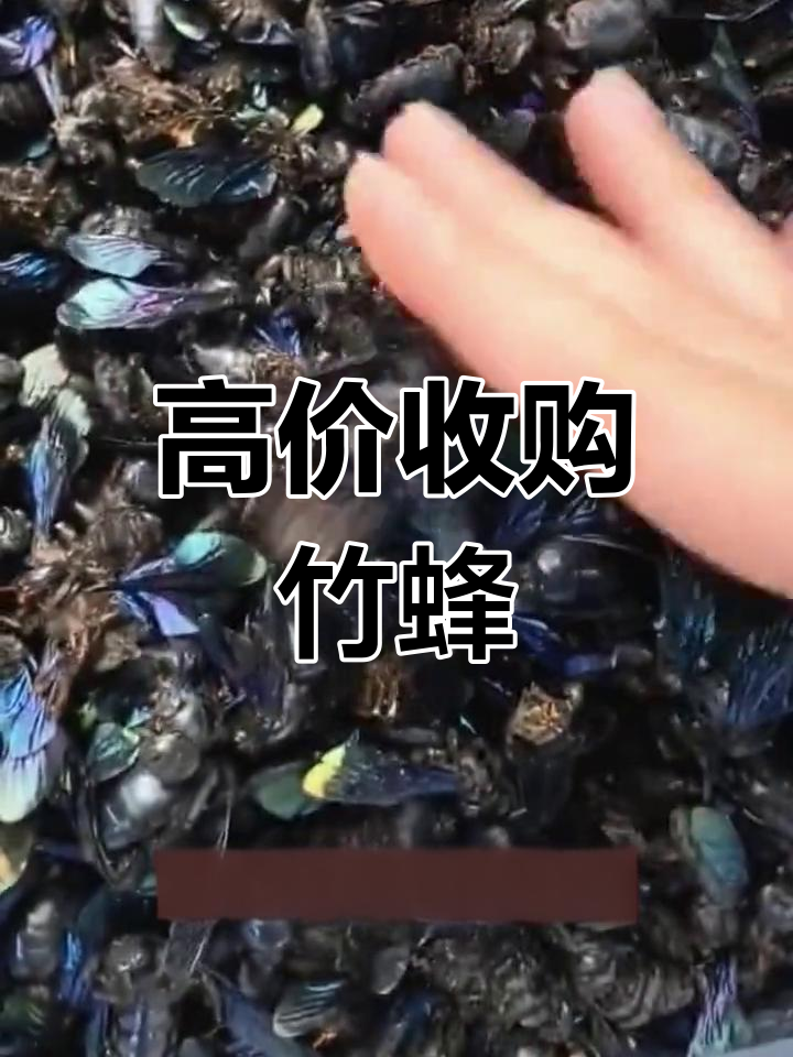 竹蜂的功效与作用,竹蜂的功效与作用主要治什么病