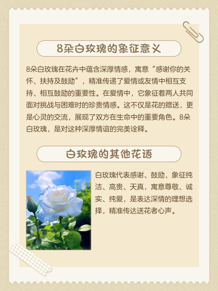 送白玫瑰代表什么意思,送白玫瑰代表什么意思?