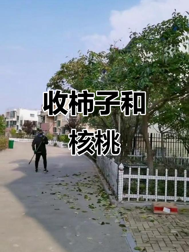 核桃什么时间成熟摘果,核桃什么时候熟什么时候摘