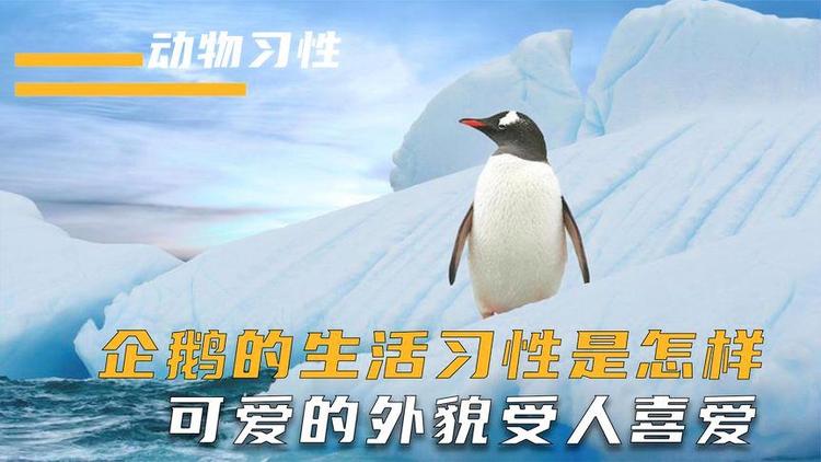 企鹅的生活习性,企鹅的生活特征和生活方式