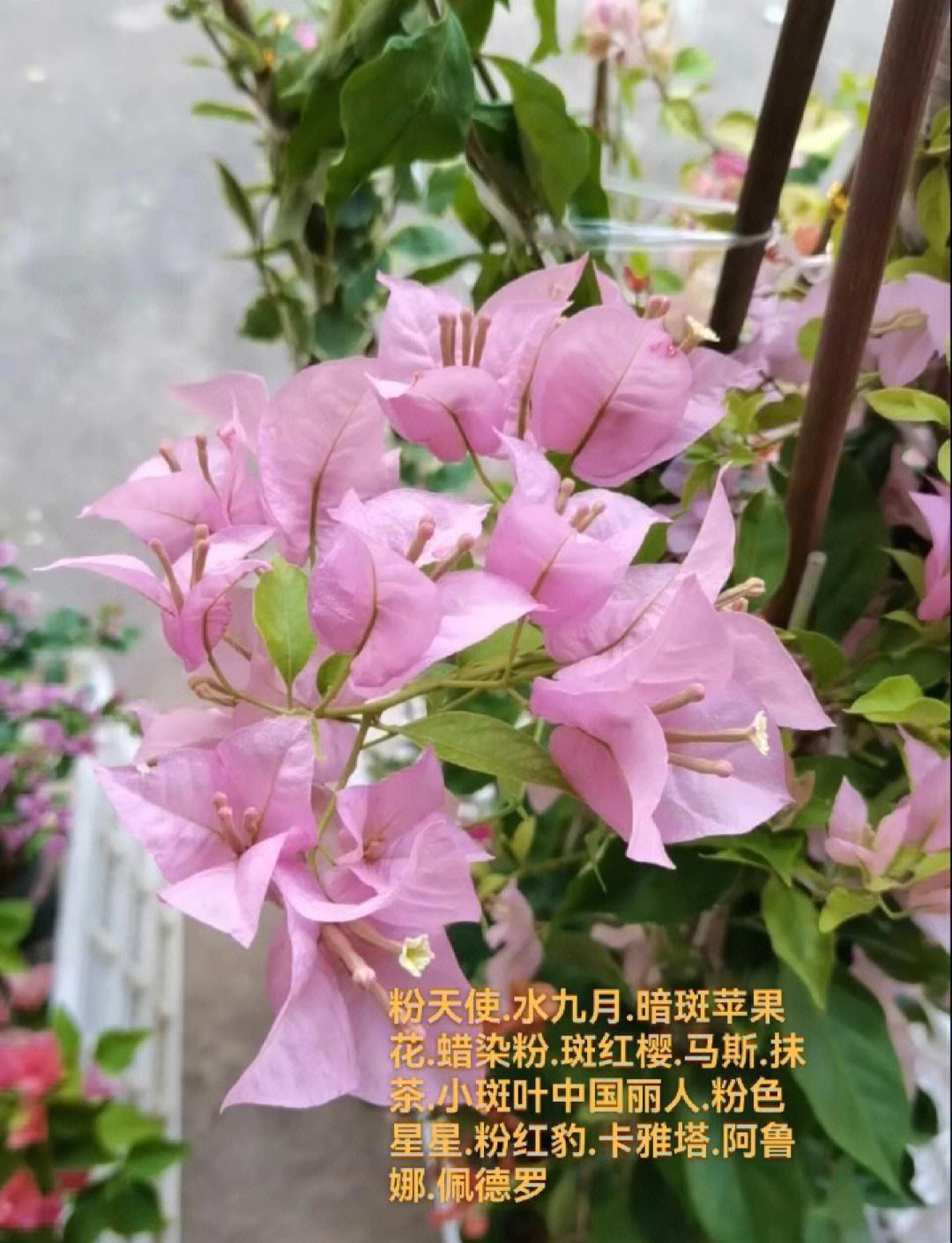 粉红色代表什么,土地规划粉红色代表什么