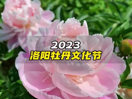洛阳牡丹节是几月几日,洛阳牡丹节是几月几日开始