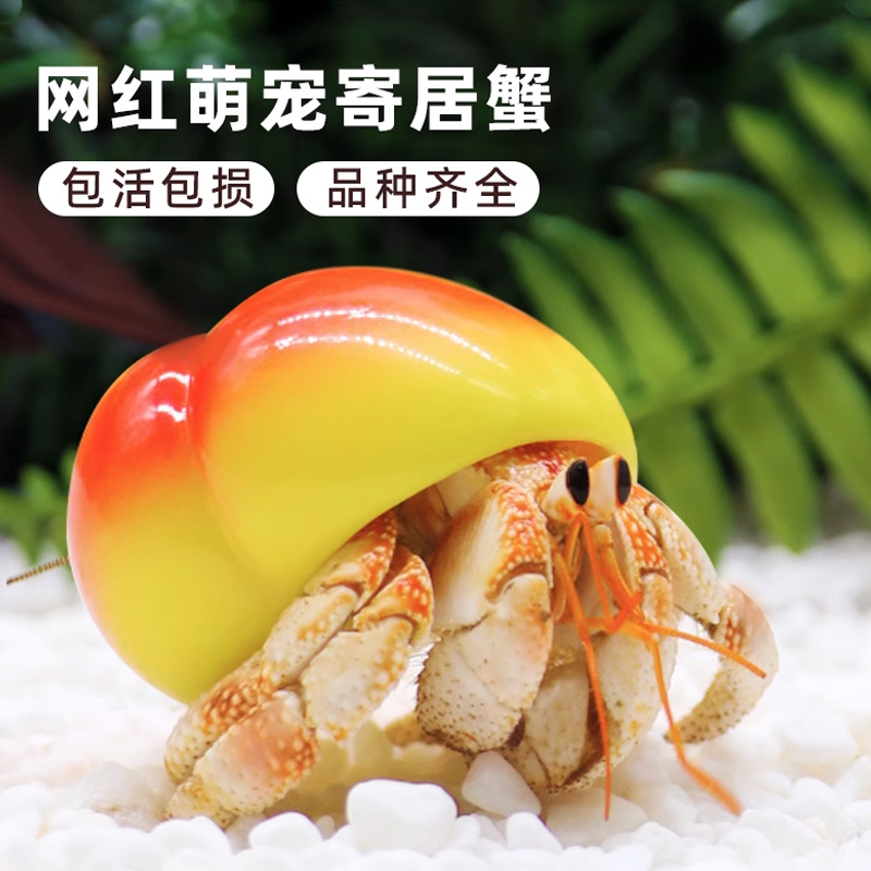 怎么养淡水寄居蟹,怎么养淡水寄居蟹视频