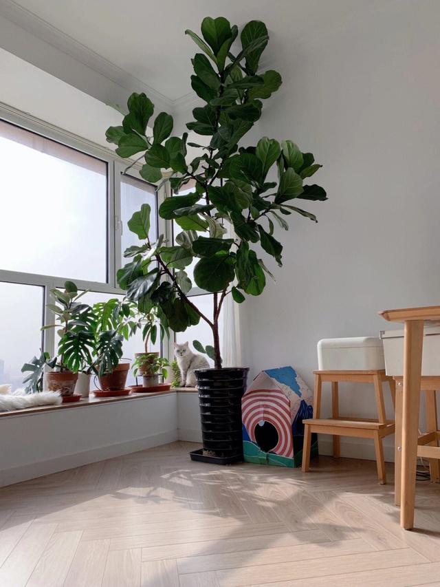客厅好养的植物,客厅好养的植物排行榜