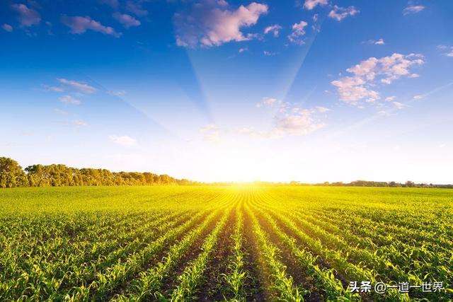 野蛮生长什么意思