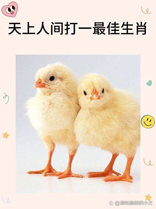 鸡配什么生肖最好,鸡配什么生肖最好的属相