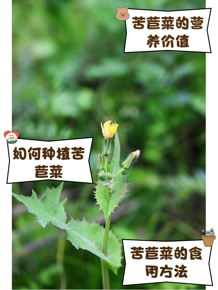 曲麻菜的功效与作用,曲麻菜的功效与作用及食用方法