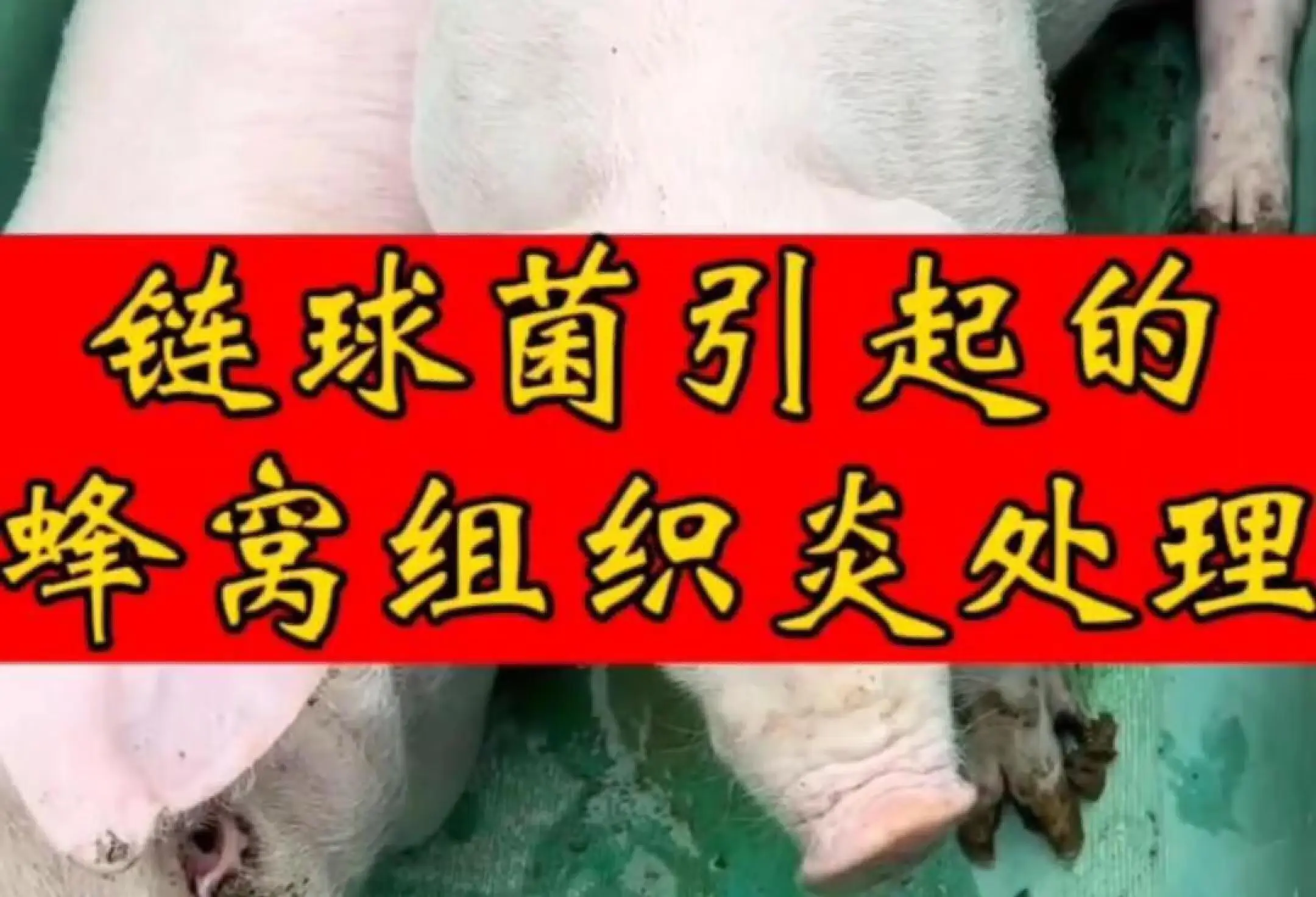 嗜热链球菌的危害