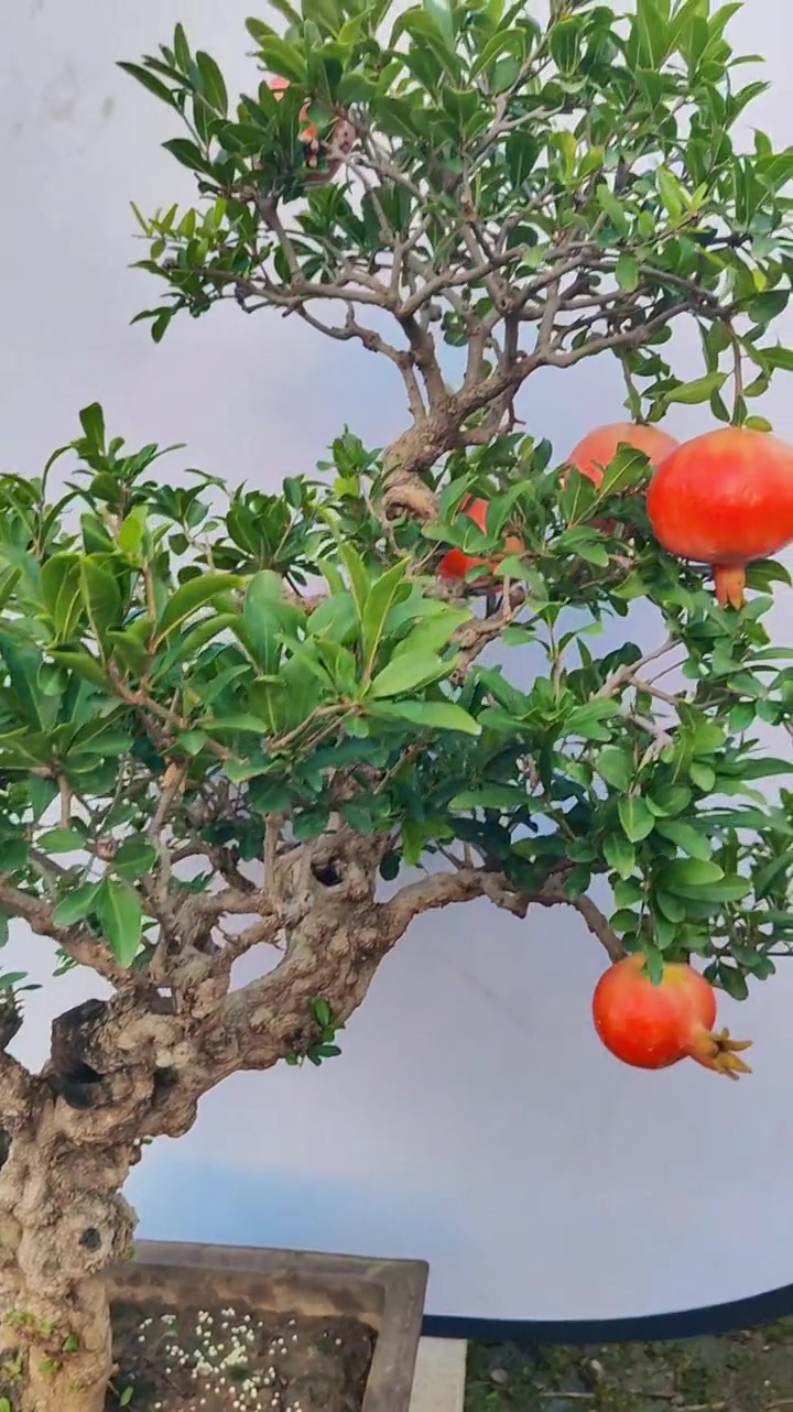 盆栽石榴树怎么养,盆栽石榴树怎么养才能长得好,需要多少光照和施肥频率?