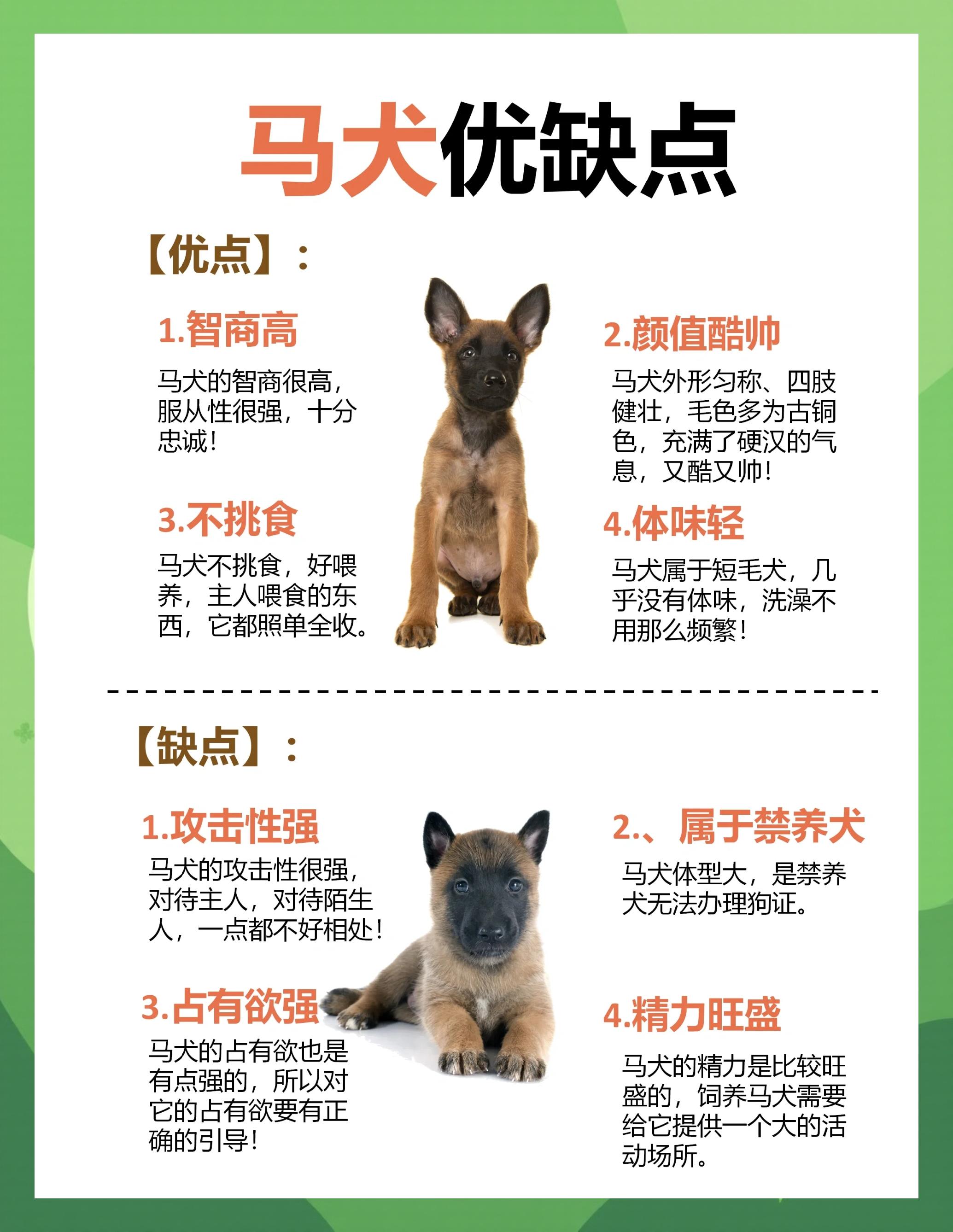 古代牧羊犬市场价格多少钱一只