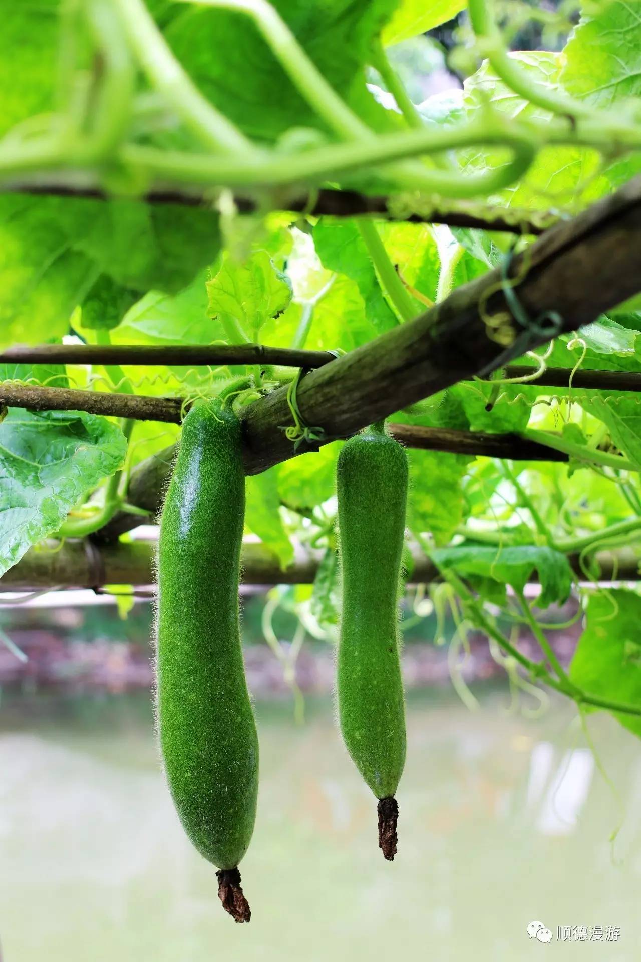 桑麻解释,桑麻的解释