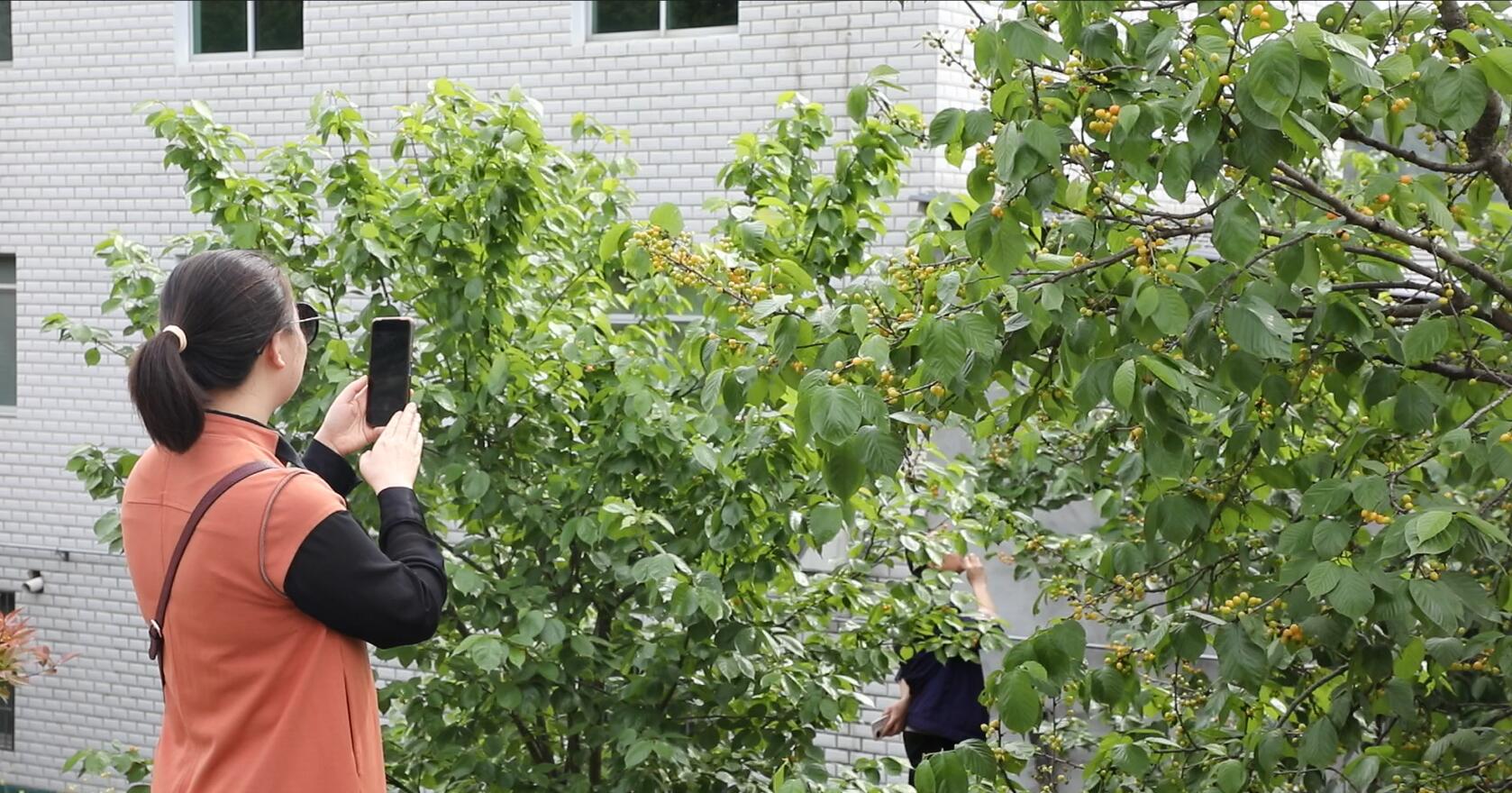 樱桃沟樱桃几月份成熟,樱桃沟樱桃什么时候成熟