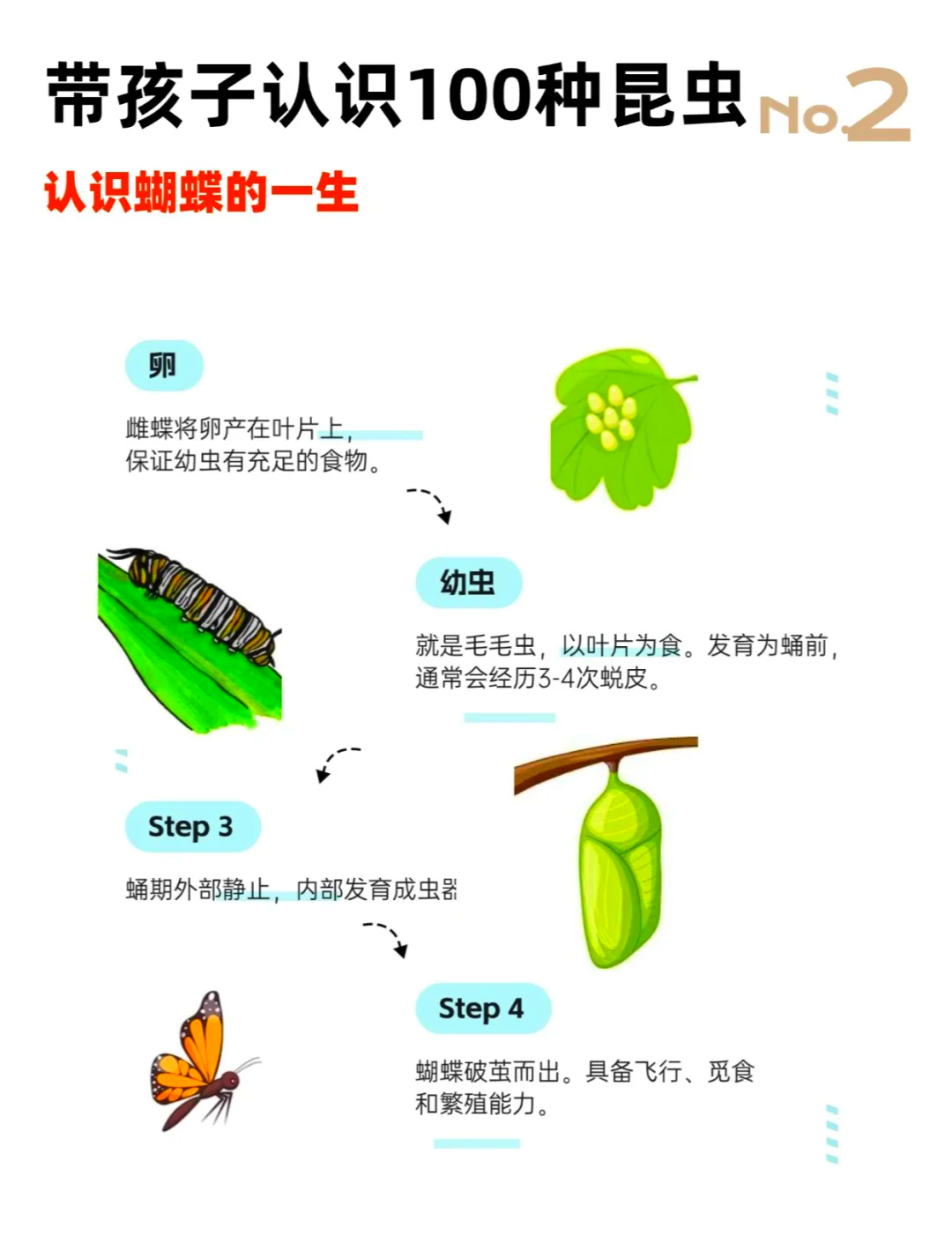 蝴蝶的特点