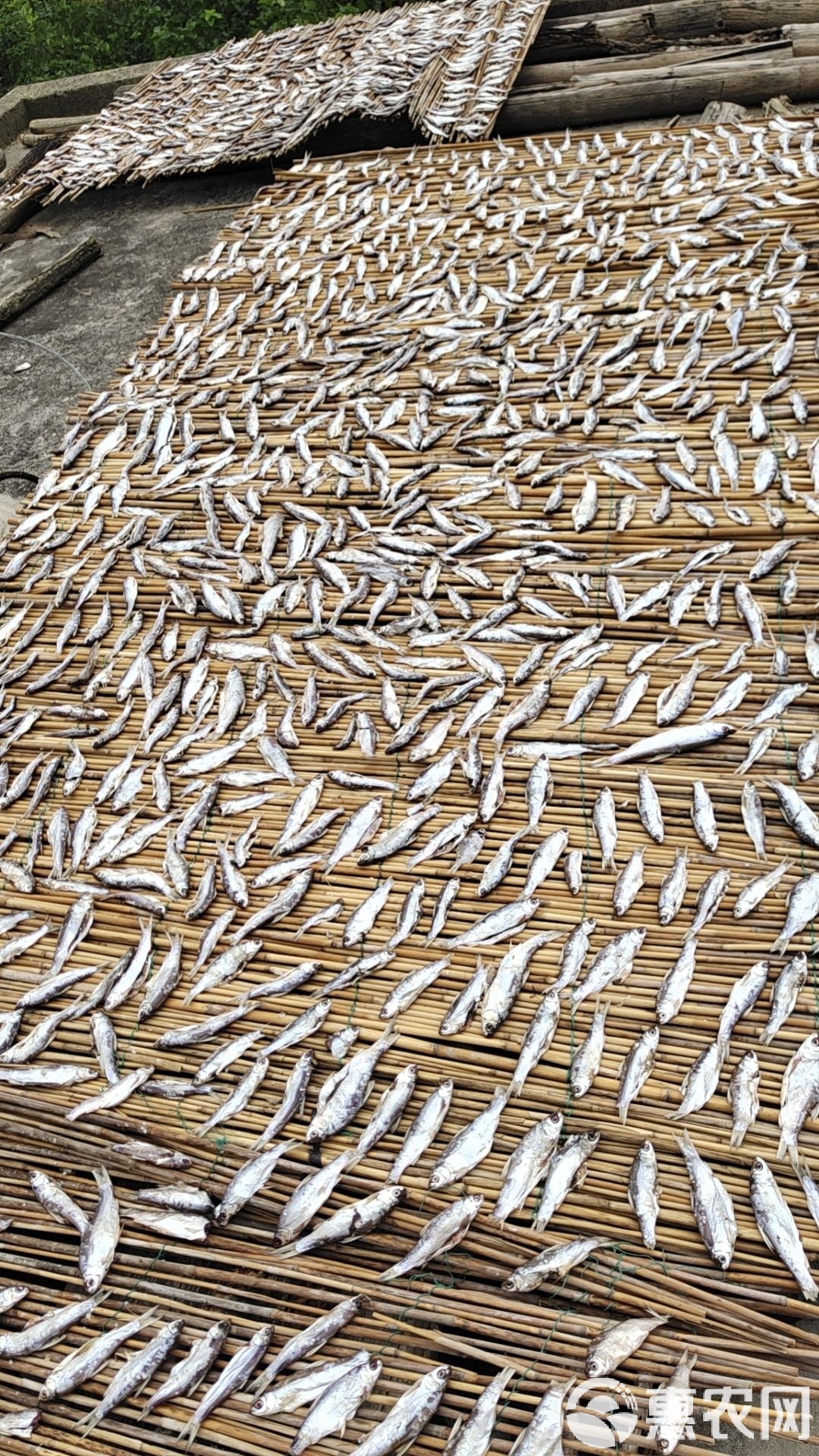 白条鱼多少钱一斤