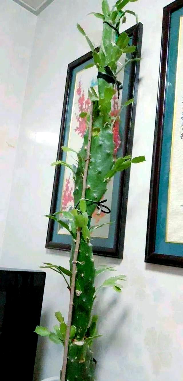 关于仙人球嫁接蟹爪兰步骤,关于仙人球嫁接蟹爪兰步骤的描述