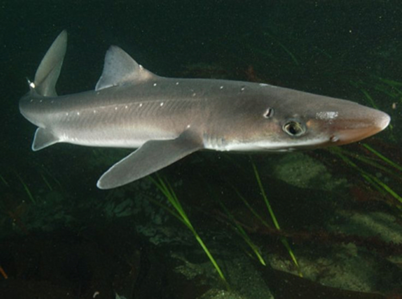 shark是什么意思中文,shark是什么意思英语单词