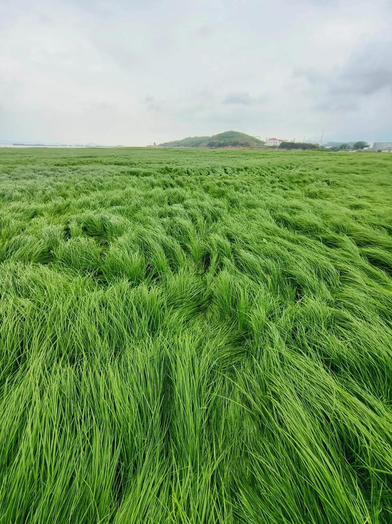 鄱阳湖怎么念,鄱阳湖读po还是bo