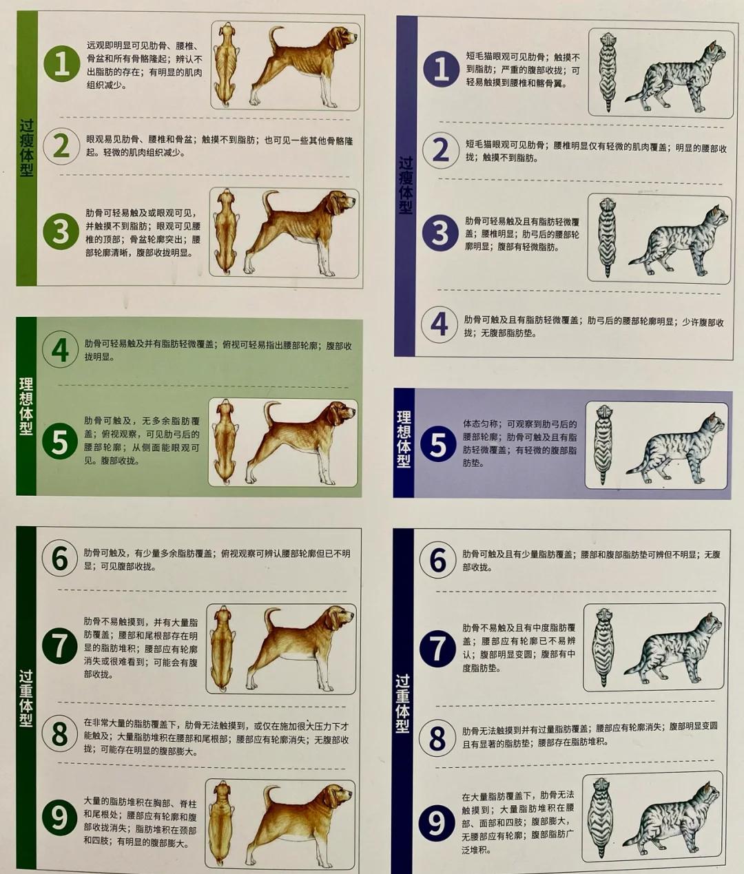 舒柏奇犬的体重大约是多少,舒柏奇犬的体重大约是多少斤