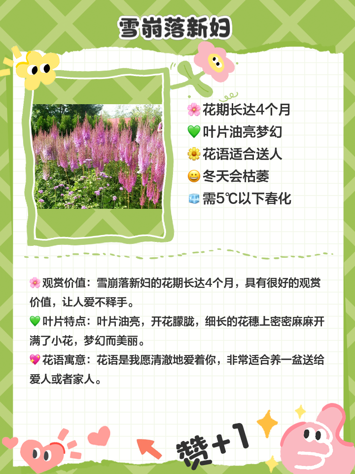 落新妇花语,落新妇花语和寓意