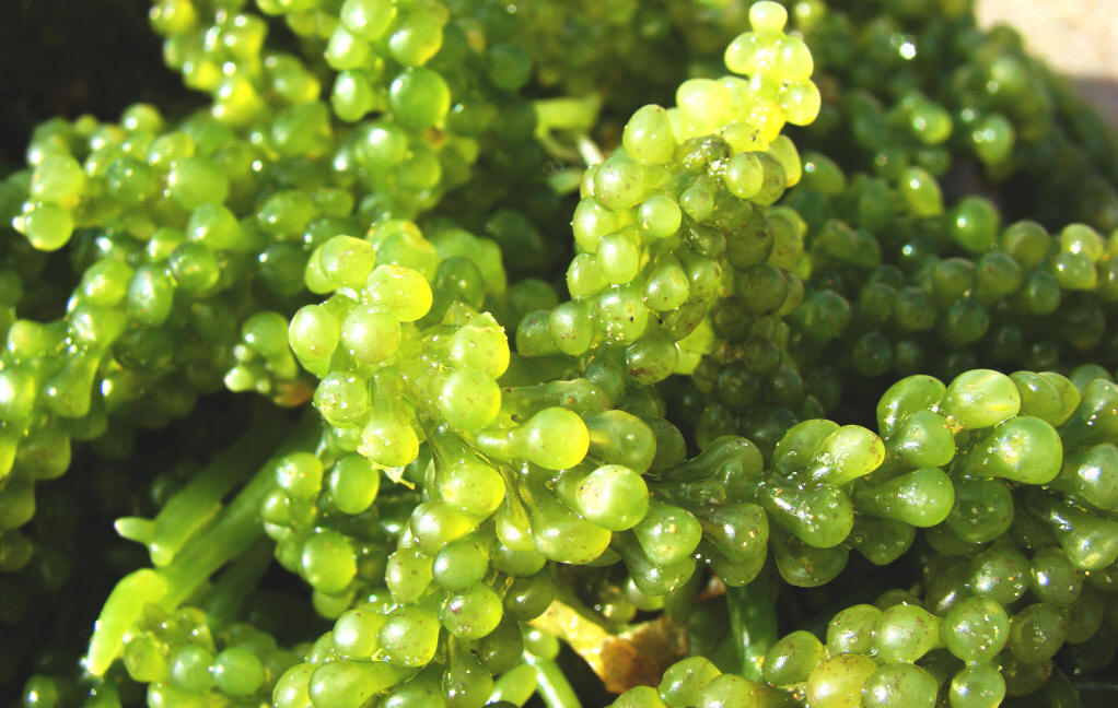 石莼是什么植物,石莼是什么植物的果实