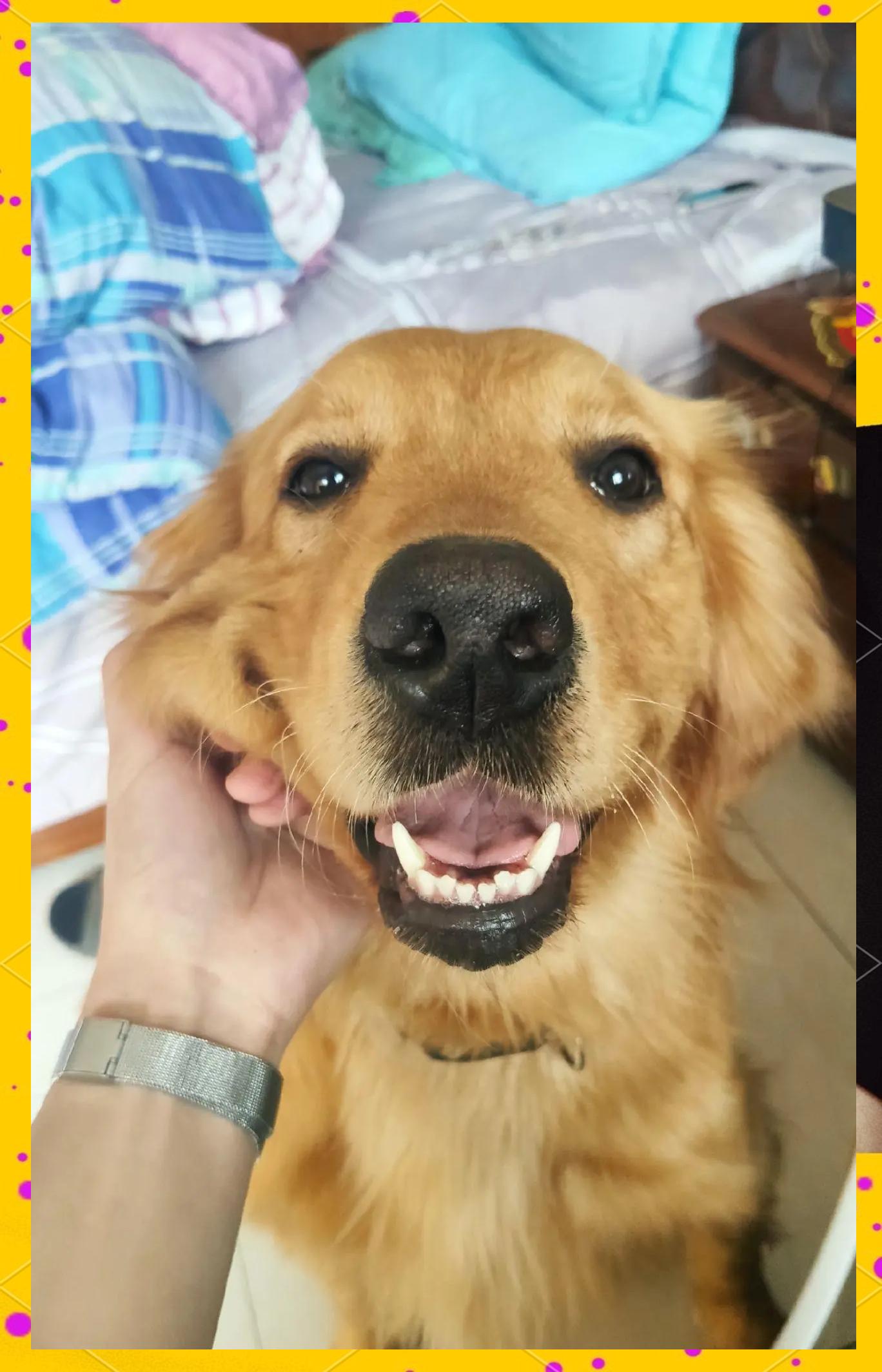 金毛哪个年龄阶段是最调皮的,金毛哪个年龄阶段是最调皮的时候