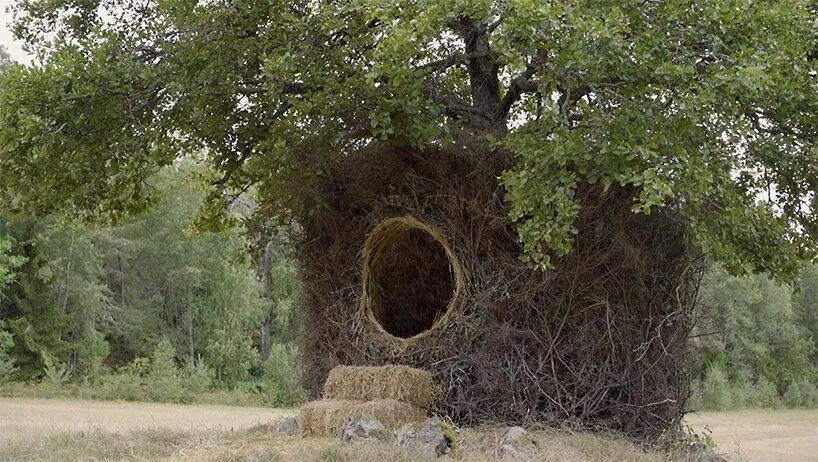 网络用语树洞是什么意思,网络流行语树洞是什么意思