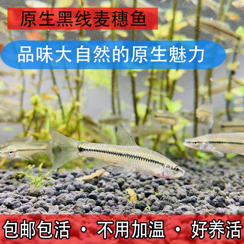 冷水鱼观赏鱼大全,冷水鱼观赏鱼有哪些