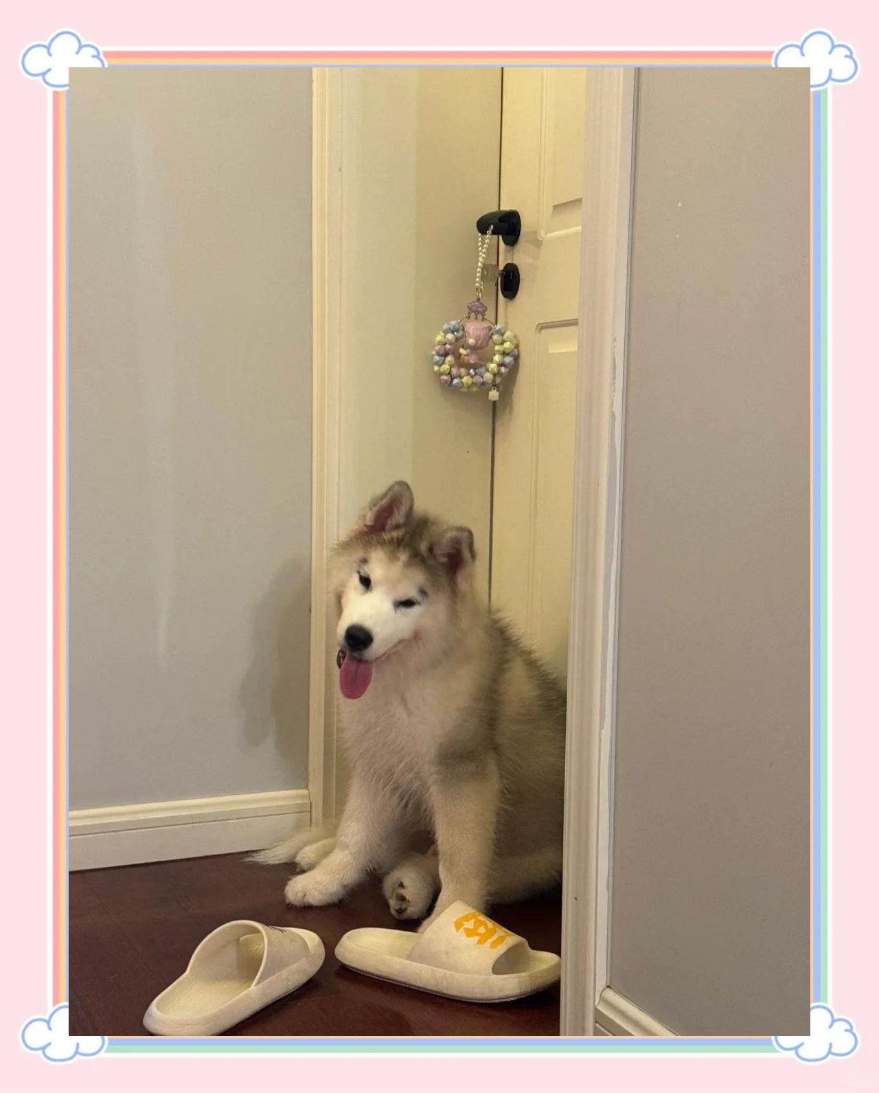 哈士奇为什么喜欢拆家?,哈士奇拆家为什么还有人养