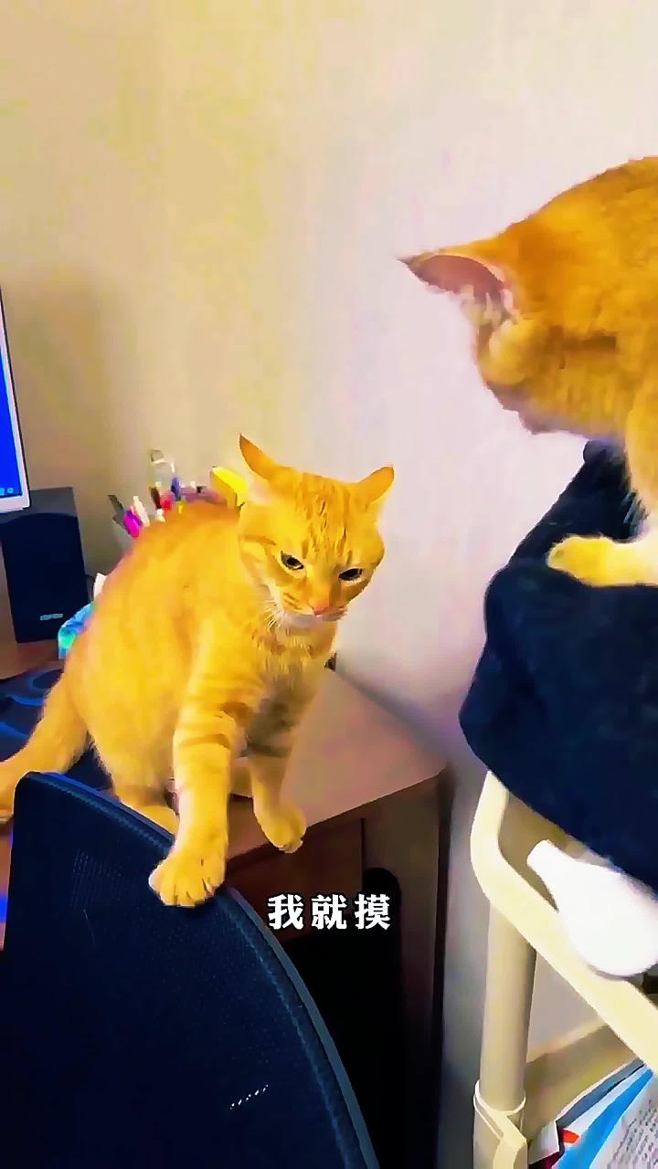 打猫的头猫活不了,打猫的头猫活不了几天