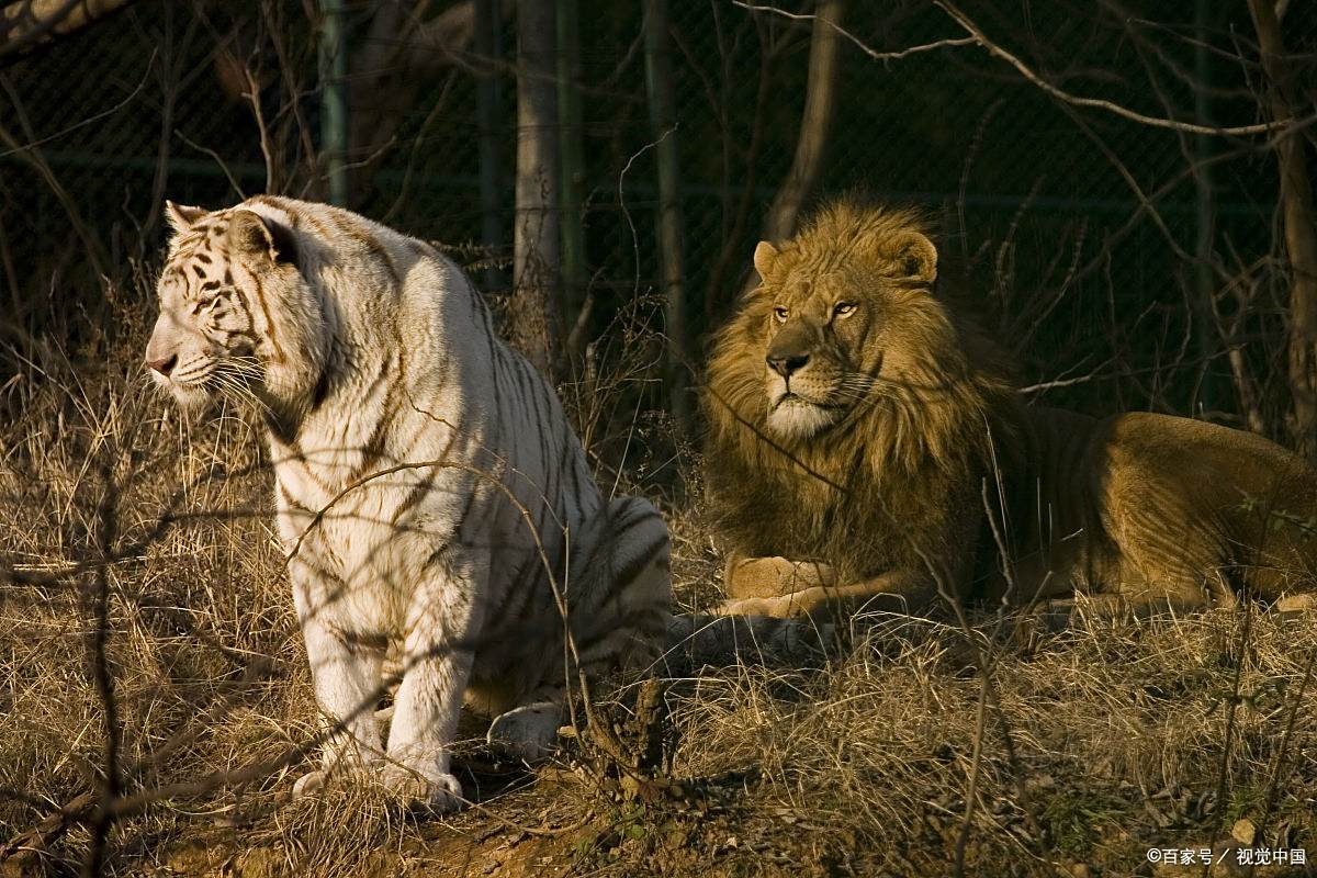 老虎和狮子谁厉害,虎和狮子谁是百兽之王