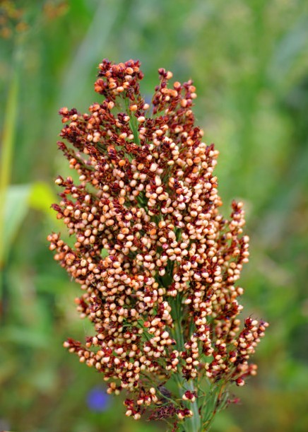 秋天成熟的农作物的相关知识,秋天成熟的农作物的相关知识是什么