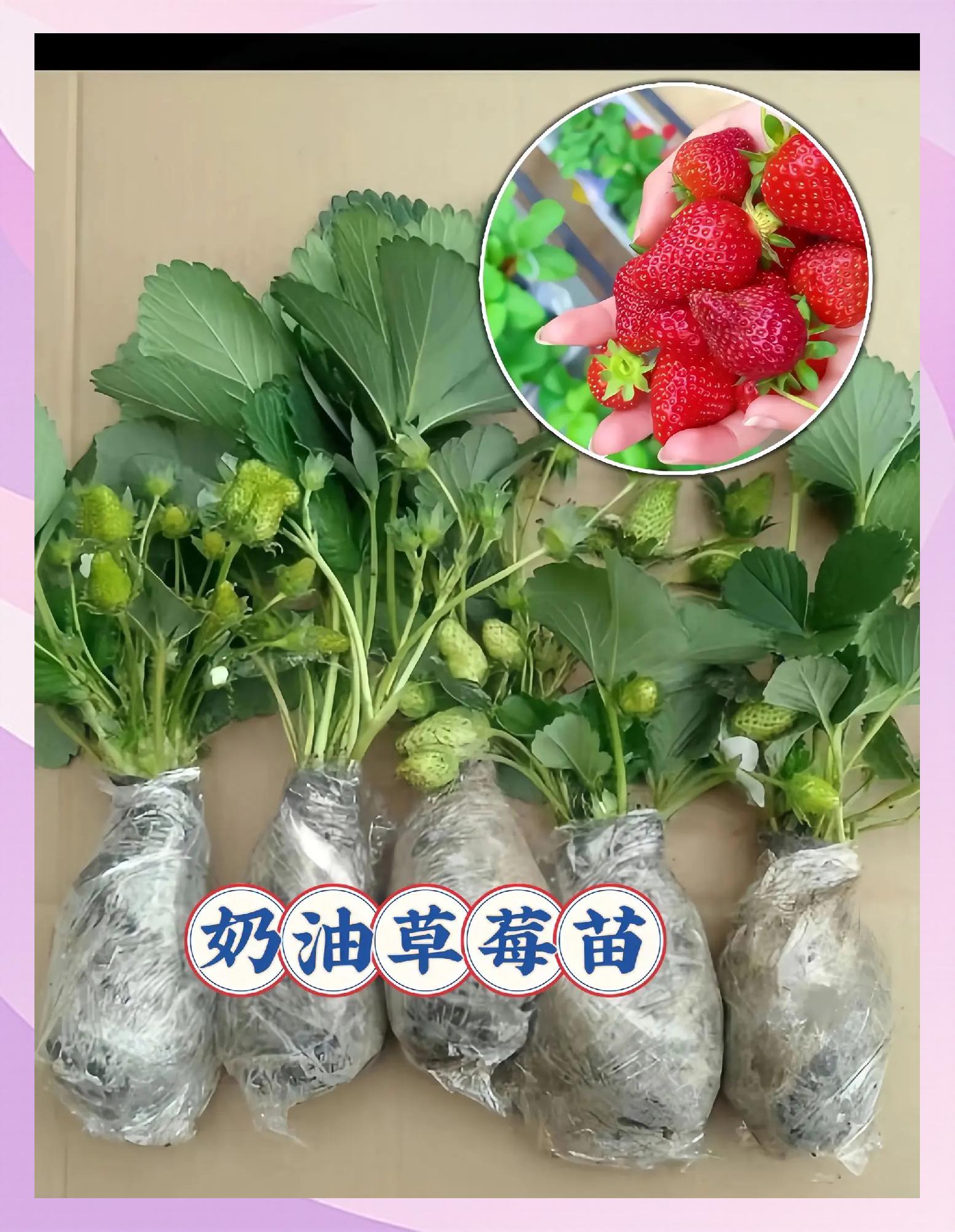 草莓怎么种植草莓种怎么种植方法,