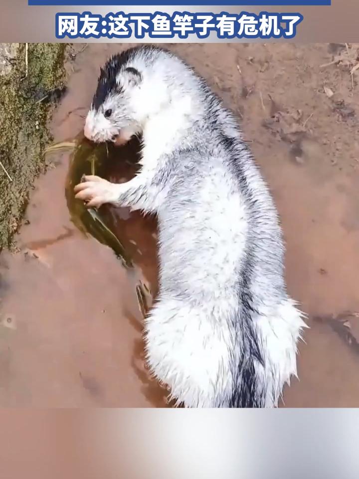 宠物貂认主人吗?重要还是训练到位,