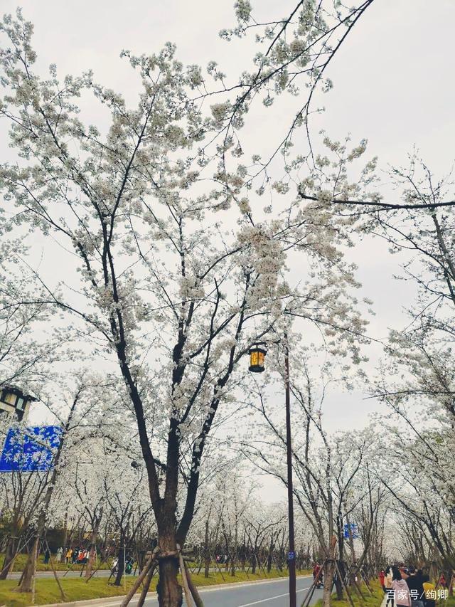 樱花想见你中文版歌词,樱花樱花想见你中文版歌词