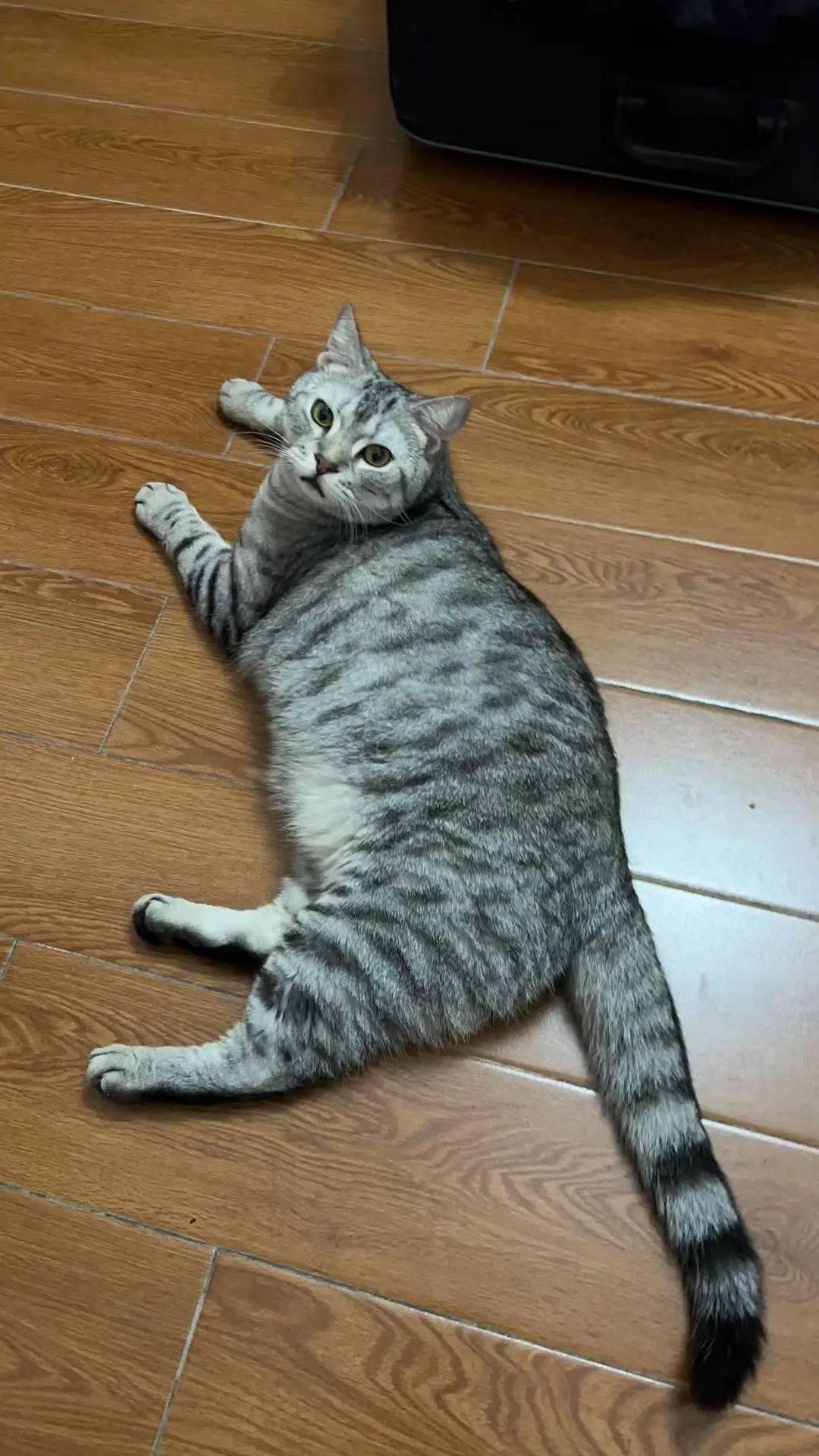 猫咪价格行情怎么样?美国短毛猫价格公布啦!,