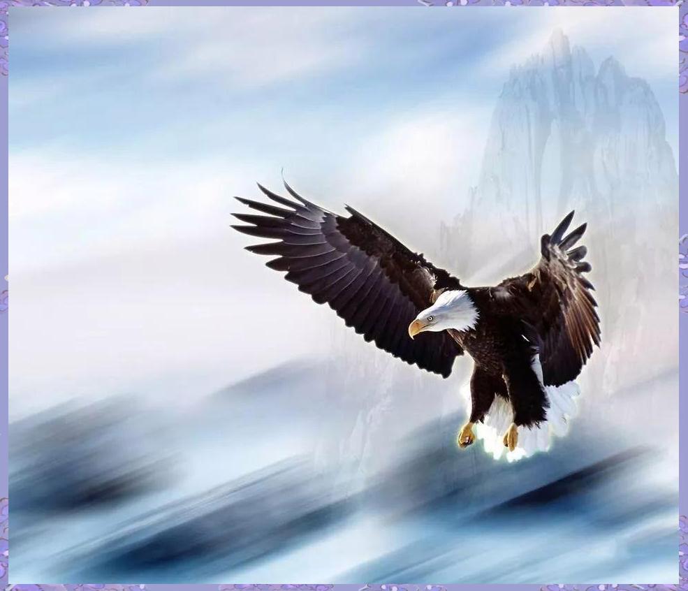 雏鹰的寓意和象征,雏鹰象征着什么精神