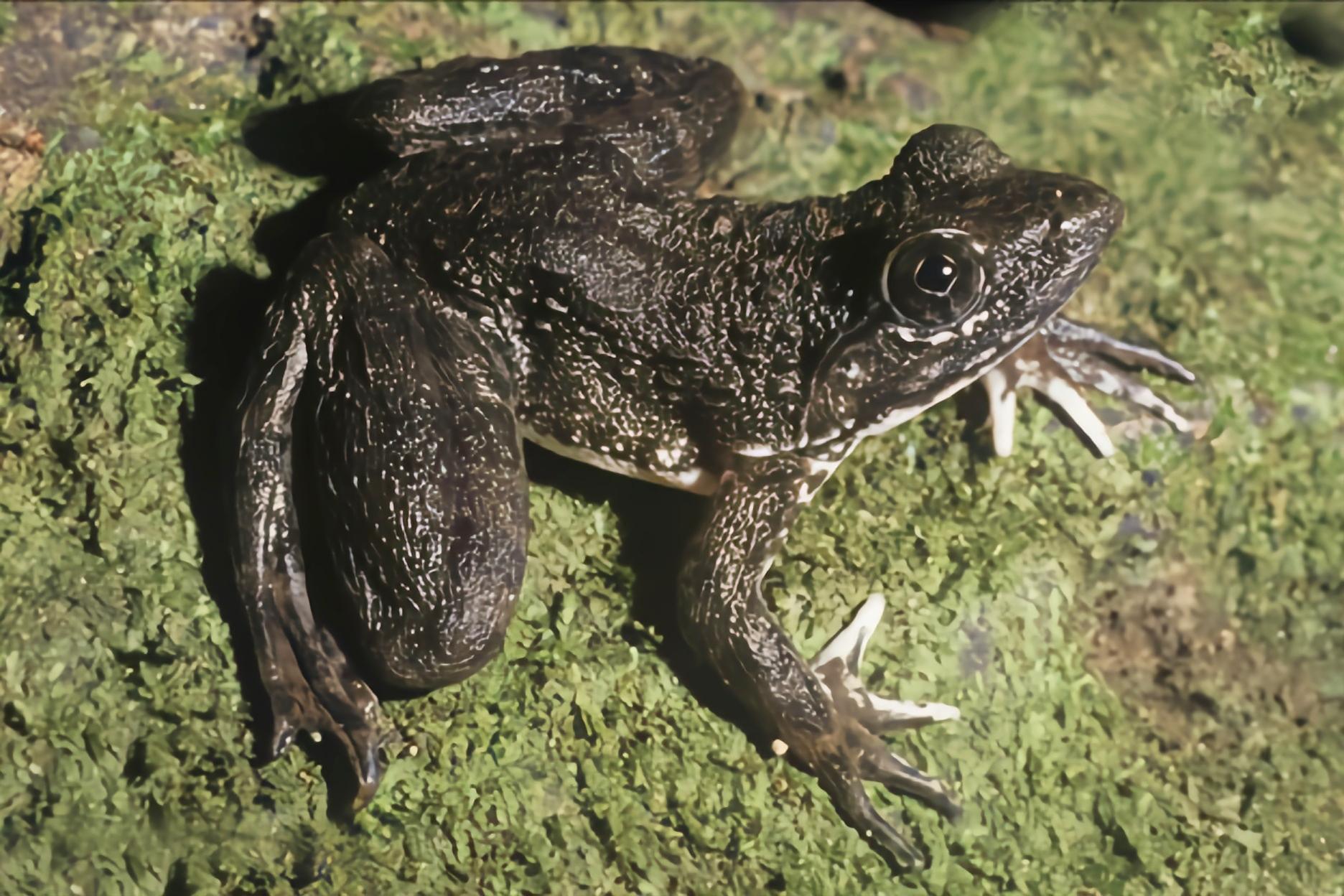 世界第一大巨蛙介绍,世界第一大巨蛙介绍图