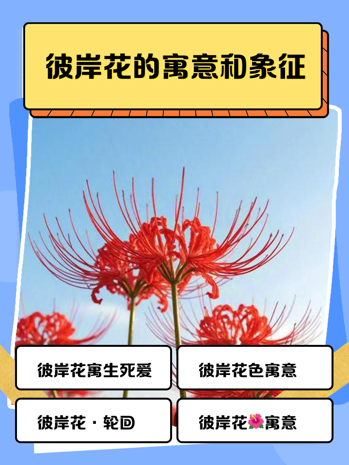 彼岸花寓意,彼岸花寓意着什么意思