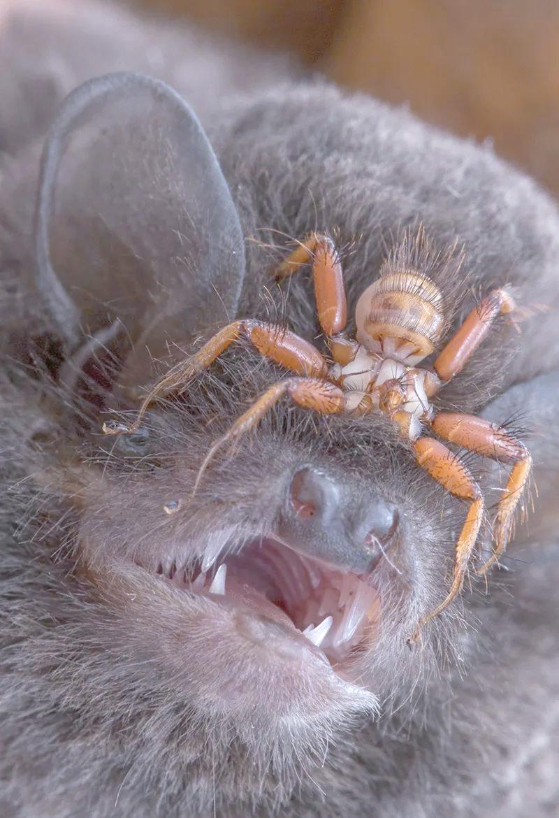 蝙蝠进屋对人有什么害,蝙蝠进屋对人有什么害处