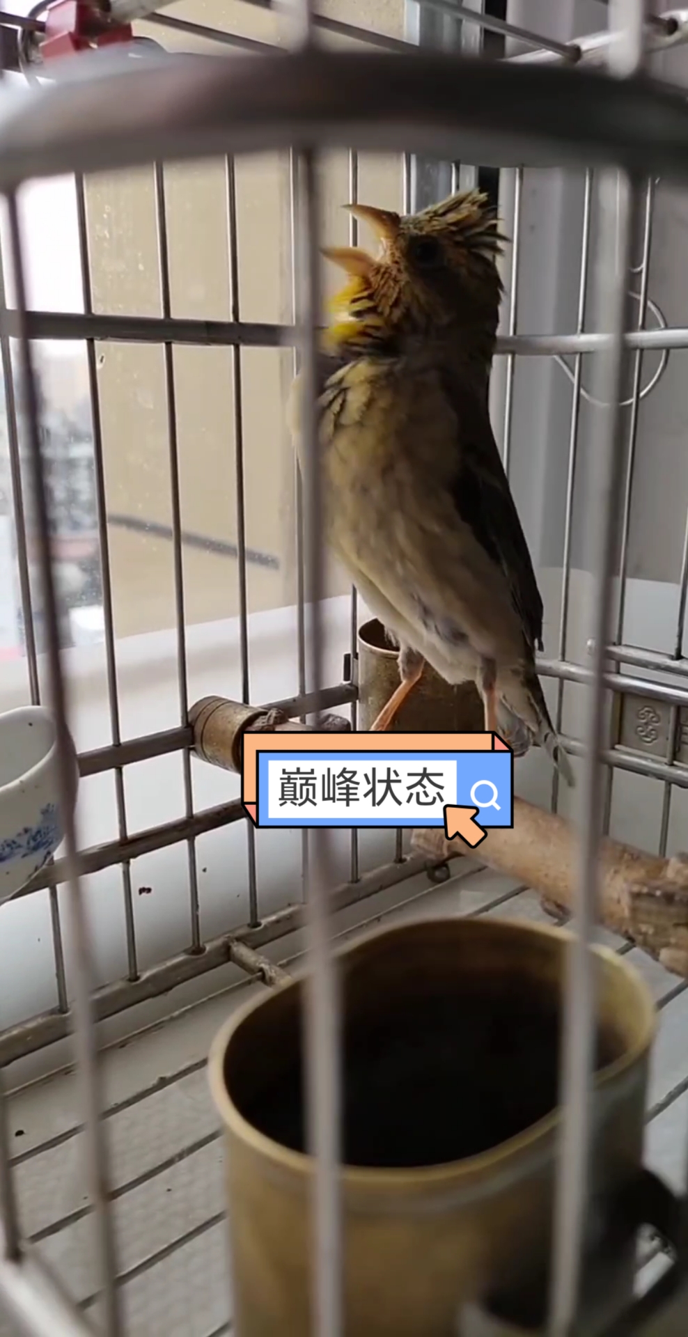 麻料鸟叫声大全,麻料鸟叫声大全 狮子滚绣球