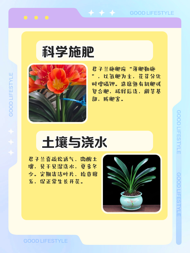 君子兰的介绍,君子兰的介绍说明文